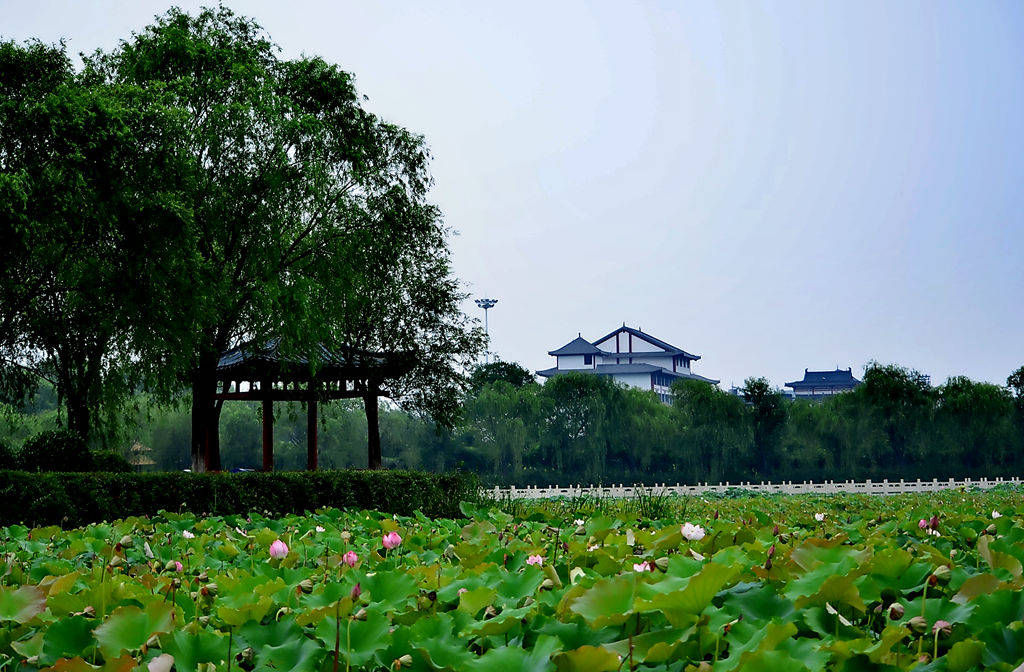 宜阳莲花公园荷花文化节,以莲花为媒介