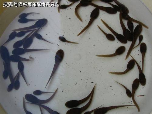 除此之外, 变态发育还存在于昆虫中,昆虫中的变态发育又分为三种