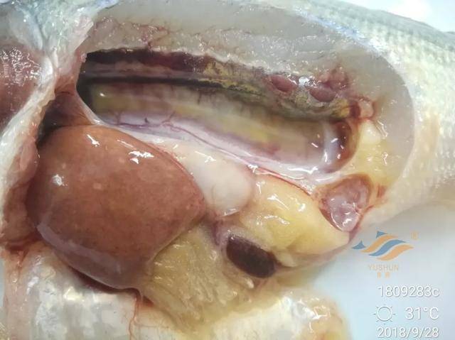 加州鲈内脏白点病,这些防治建议不能不看