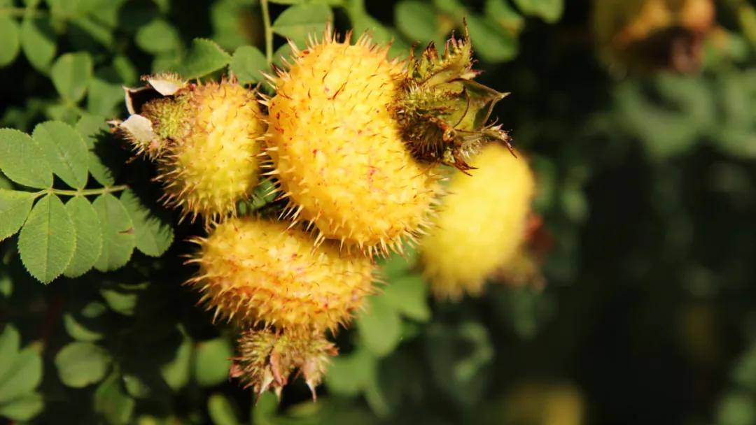 增强免疫力,刺梨可以有效预防病毒入侵?-搜狐大视野-搜狐新闻