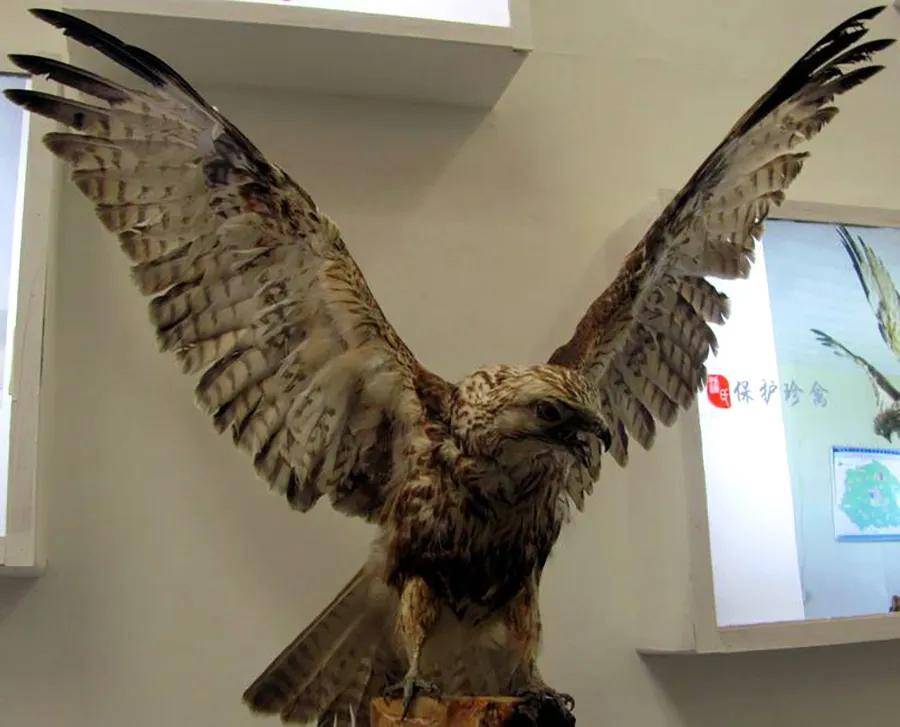 他买了一个苍鹰标本.涉嫌犯罪被高阳县检察院批捕