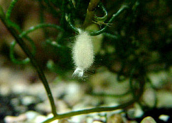 白枝海绵(leucosolenia variabilis)白枝海绵(leucosolenia