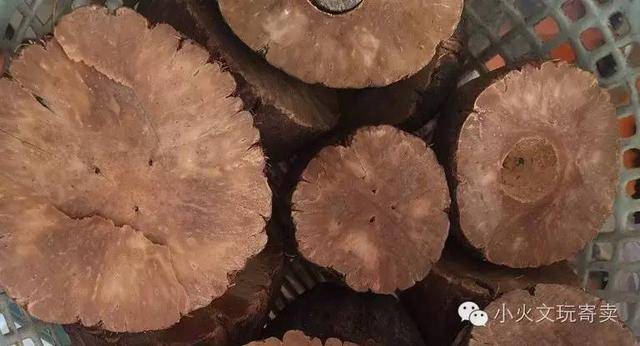 注:库克空心果注:椰蒂和椰壳库克由于果实皮壳够厚,有的库克果实内部