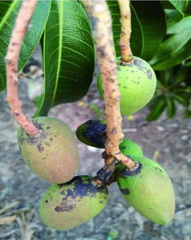 芒果炭疽病怎么防治