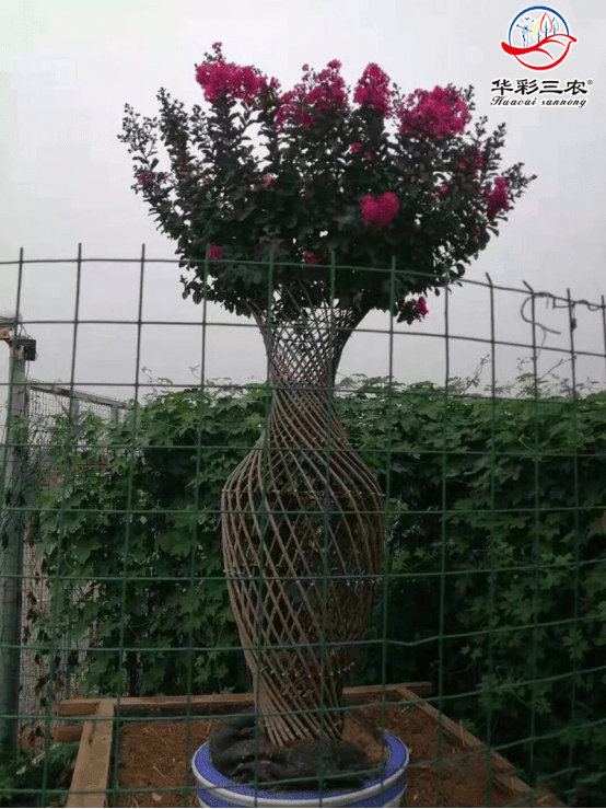 紫薇花紅花紫薇風水瓶紫薇造型紫薇苗種植基地