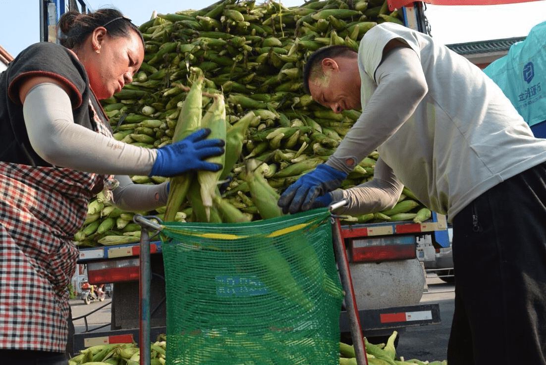 原创煮玉米剥光叶子直接煮是大忌加2样东西玉米更香甜软糯
