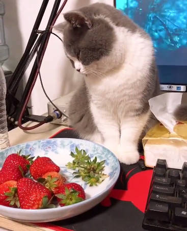 猫咪偷吃草莓,被主人发现后假装什么都不知道,转眼就被眼神出卖_爪子