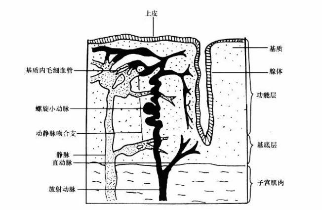 子宫内膜组织结构图图片