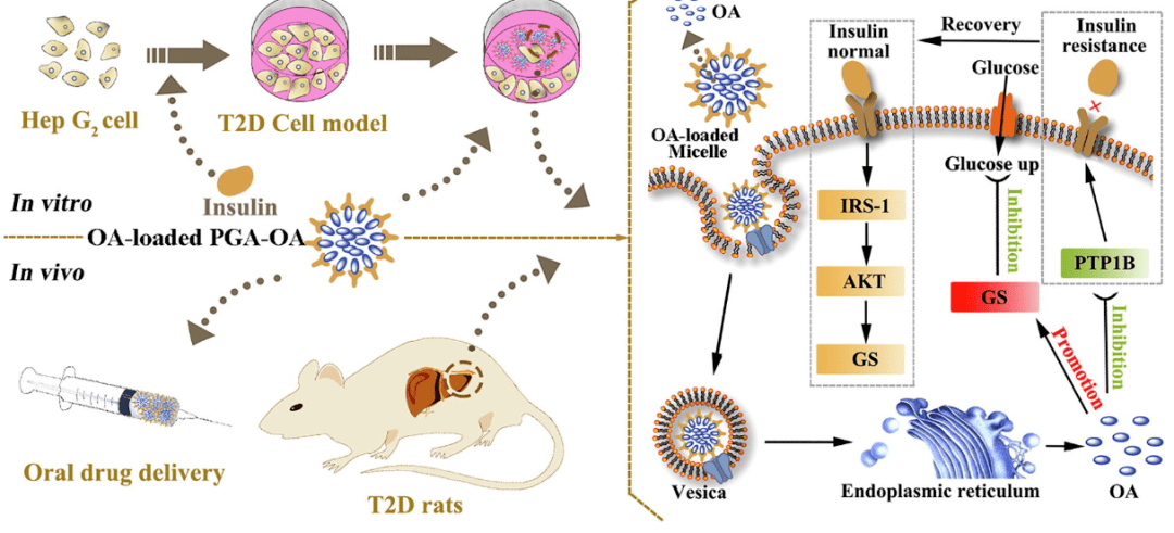 其胰岛素抵抗逆转的分子机制可能是通过促进irs-1/pi3k/akt信号通路
