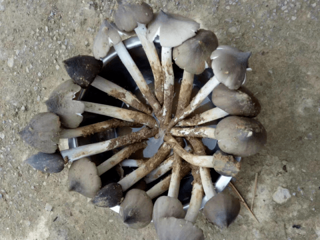 云南男子入山寻菌满载而归 钉子头鸡枞最为美味