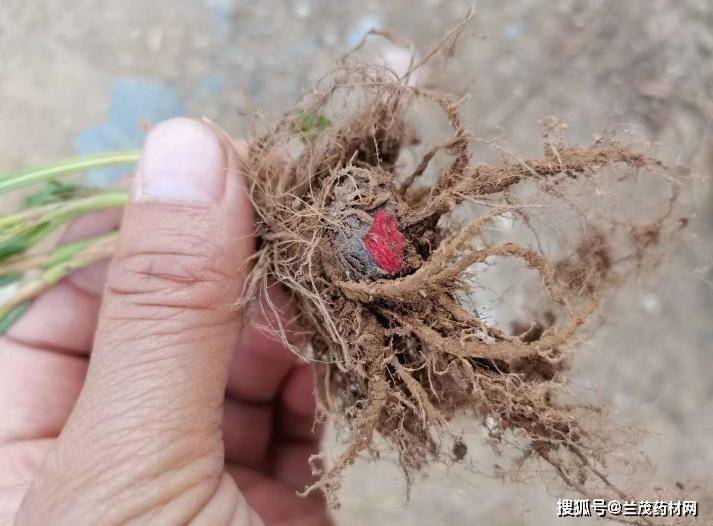 原创云南兰茂滇南本草记载的草血竭的药材价值和人工种植方法