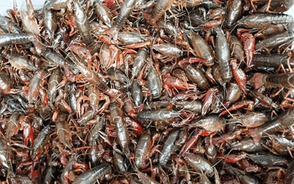 不会错的,吃起来味道也会更可口一点,炸好的蝲蛄虾看起来特别的有食欲