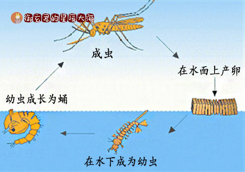 为什么说蚊子变态呢?那是因为蚊子的祖先很可能是来自于距今2