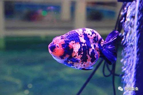 原创鱼缸水体频繁发黄什么东西在搞鬼