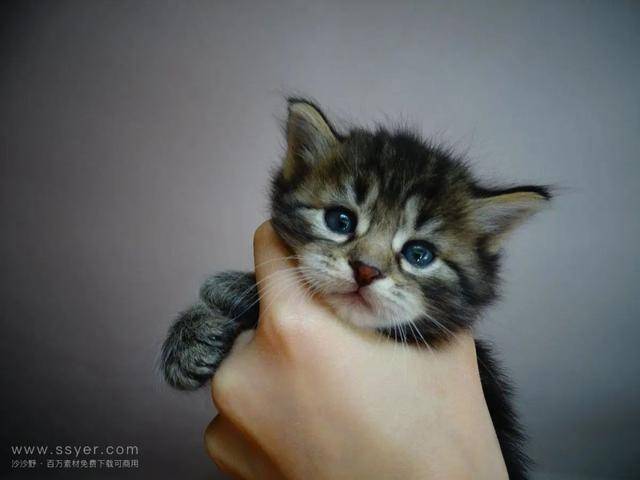 猫咪小时候的样子,简直不要太可爱了吧!好苏啊,我沦陷了