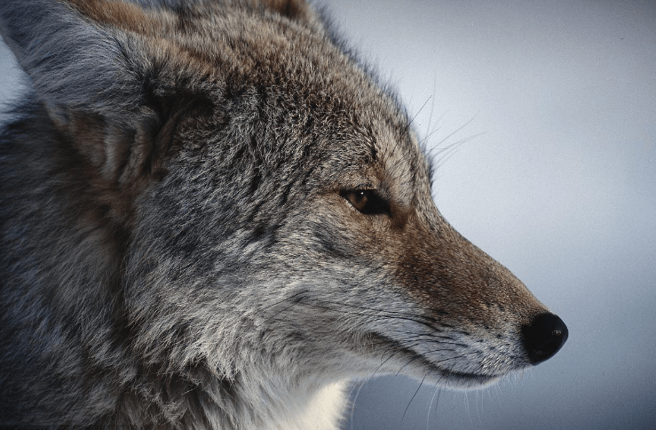 草原狼"拍了拍"你