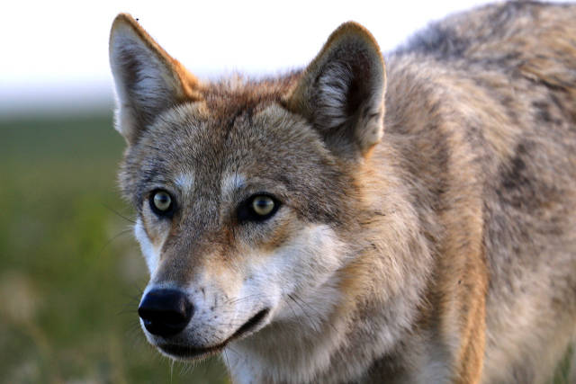 草原狼"拍了拍"你