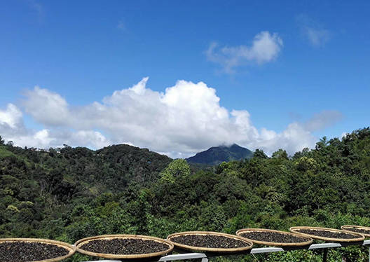 普洱茶的发源地,古六大茶山之首—倚邦山_茶园