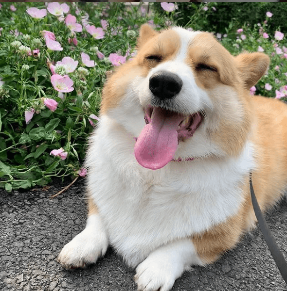 夏天柯基犬较常见的五种疾病