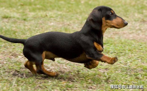 原创汪界"腿最短"的6种狗,除了柯基,剩下的你知道吗?