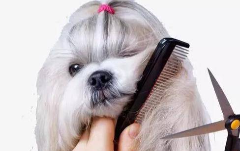 莱克宠—狗狗养护护理知识之—剪毛