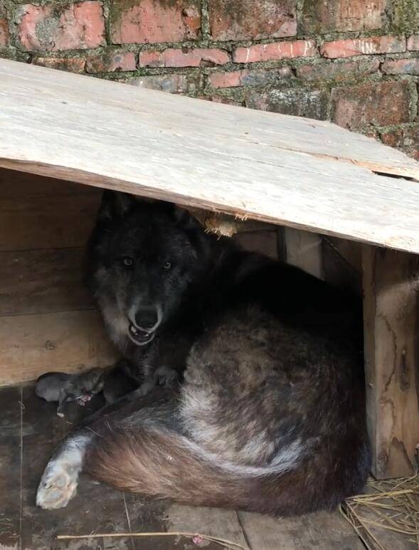 原创狼刚生下小狼崽,一有人靠近立马警惕,眼神里充满警告!