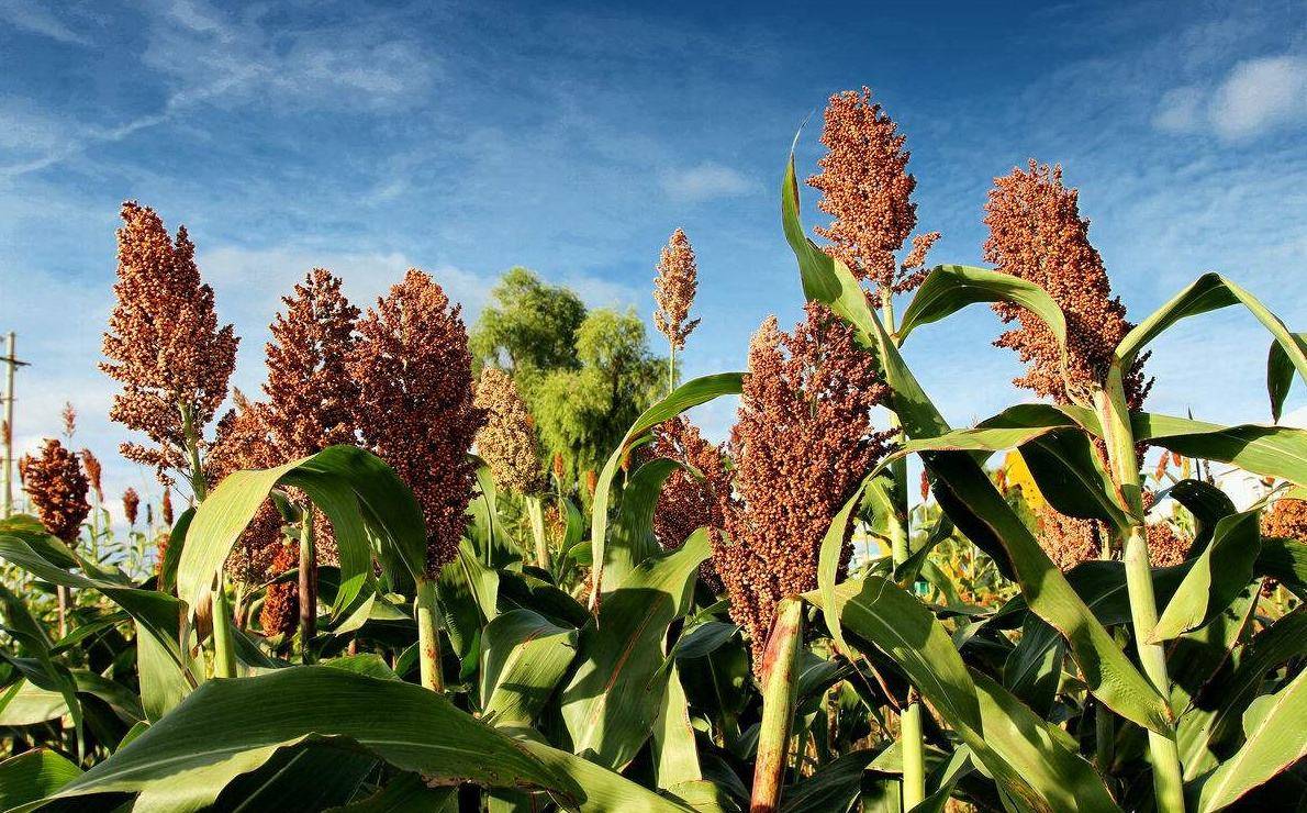 茅台镇酱酒文化:一文带你了解茅台镇的特产"红缨子高粱"(系列2)