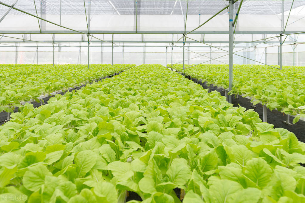 大棚蔬菜套作栽培模式俗称套种的几个常见组合