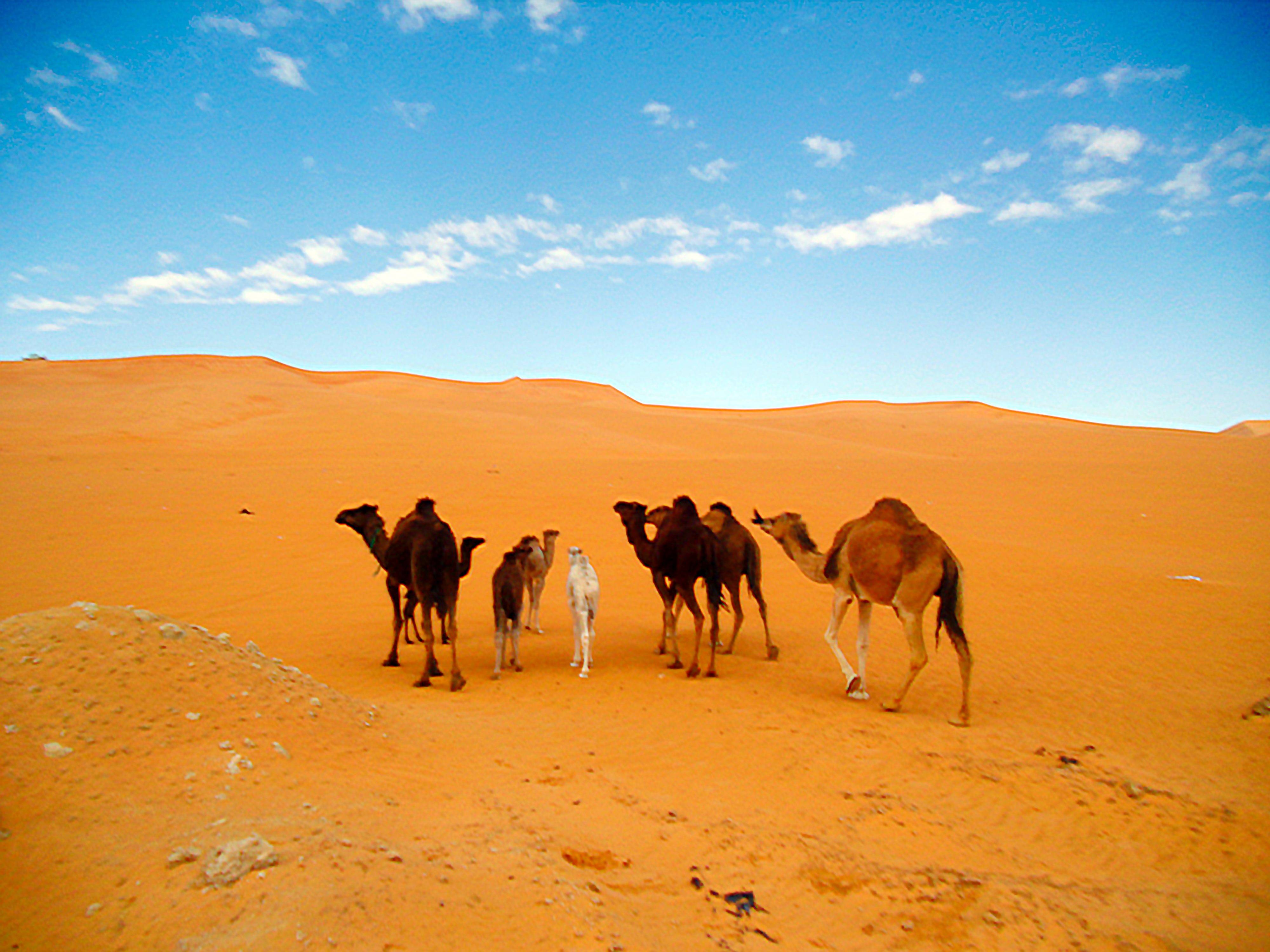 北非阿尔及利亚撒哈拉沙漠风光