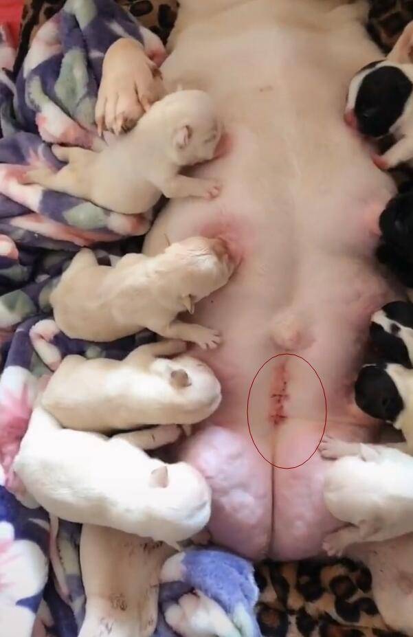 狗剖腹产子宫缝合图片图片