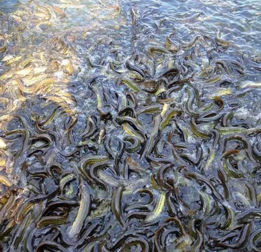 泥鳅钓法和所谓的"泥鳅党"应不应该禁止?来一场辩论