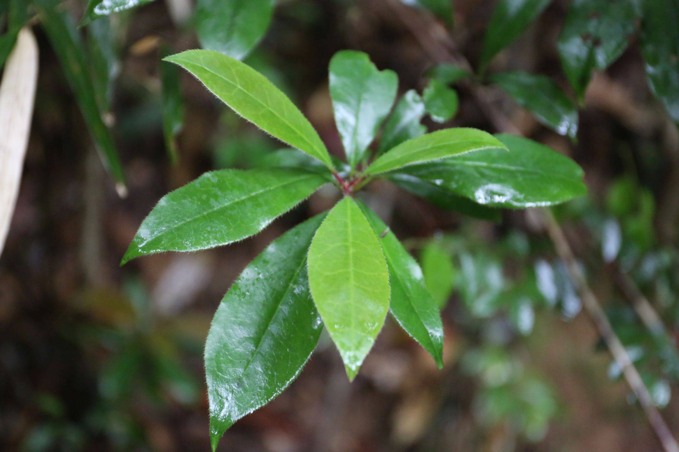 庆元植物1192-杜鹃花科-杜鹃花属-弯蒴杜鹃