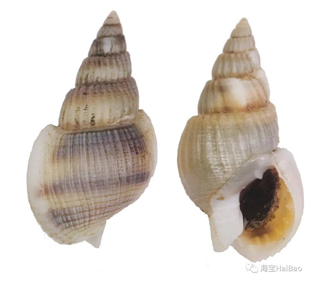 纵肋织纹螺正位,侧位定妆照来一套.