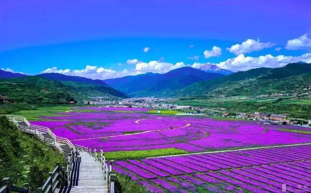 这是一片神奇的土地,因为它孕育了川西高原上的浪漫, 这片紫色一点也