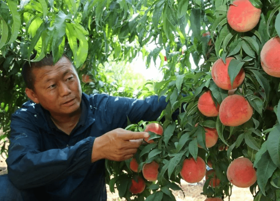 百年梦圆看百村|河南商丘示范区:张堂村蔬果飘香田园美