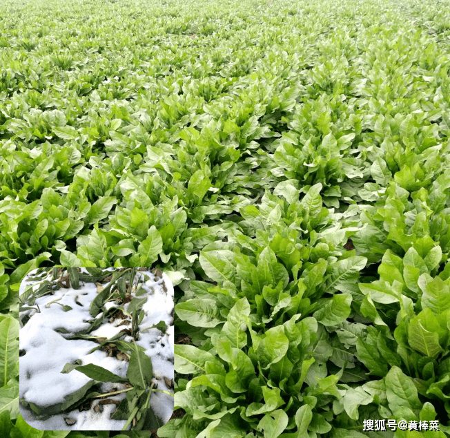 黄棒菜的种植价值