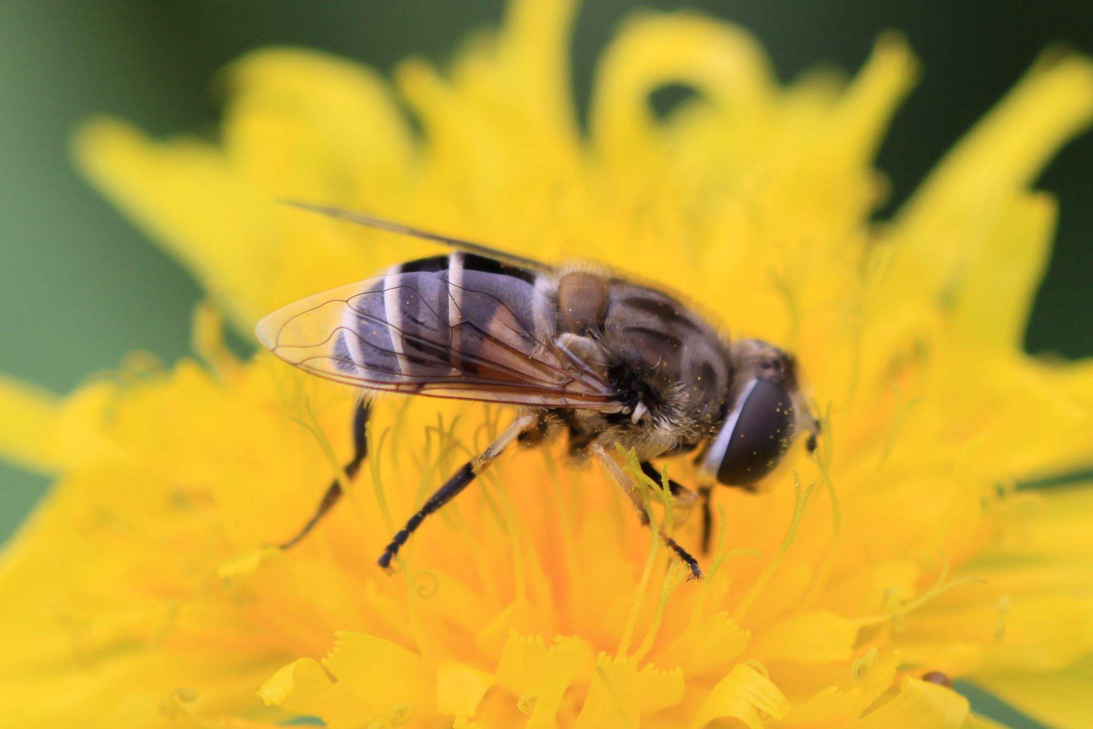 散文——蜜蜂赞