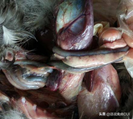 旧病常谈,水禽浆膜炎,后期诱发病毒问题,怎么能快速控制