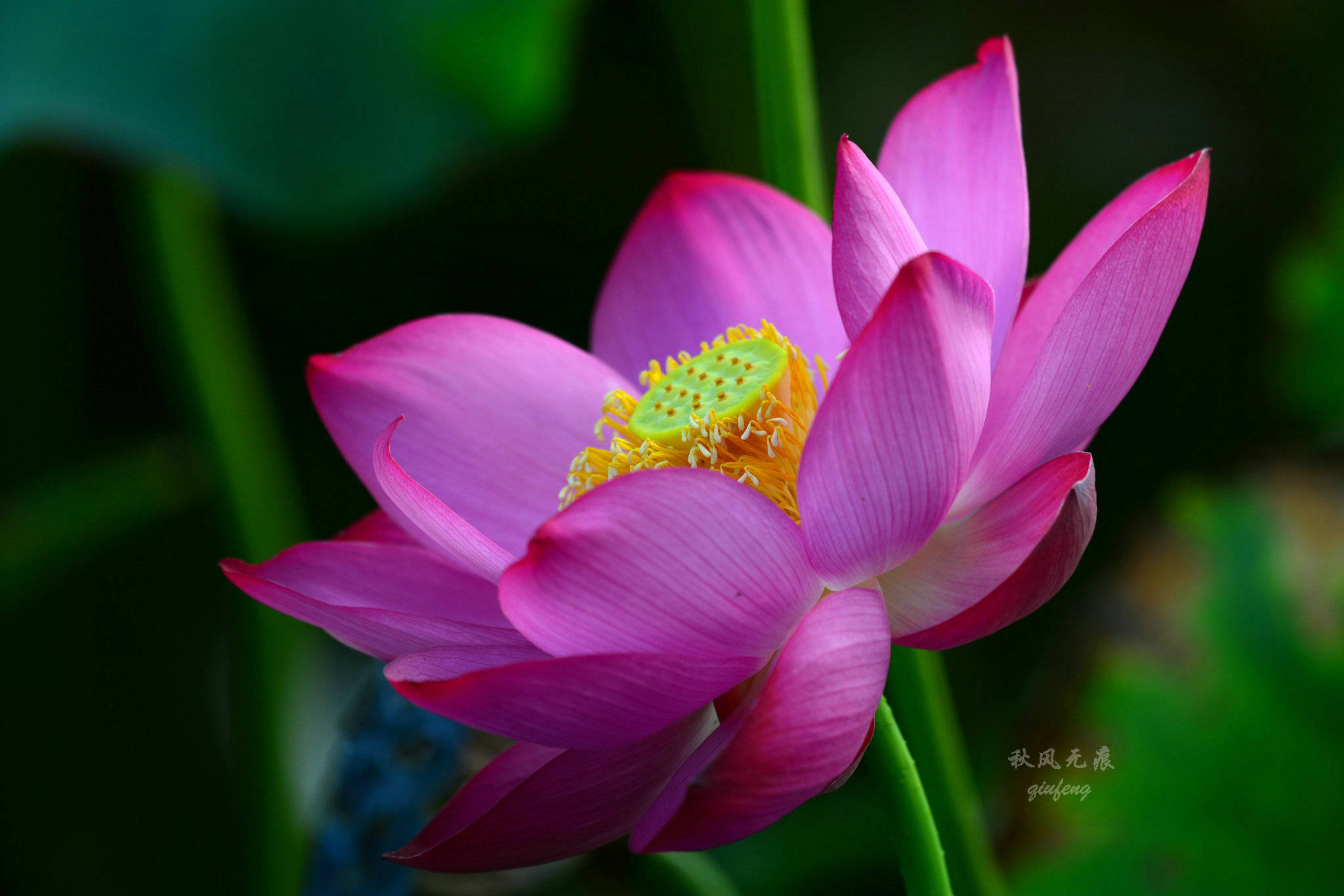 原创晨光里的荷花,花瓣宛若莲灯,靓丽了西安北城的夏日风景