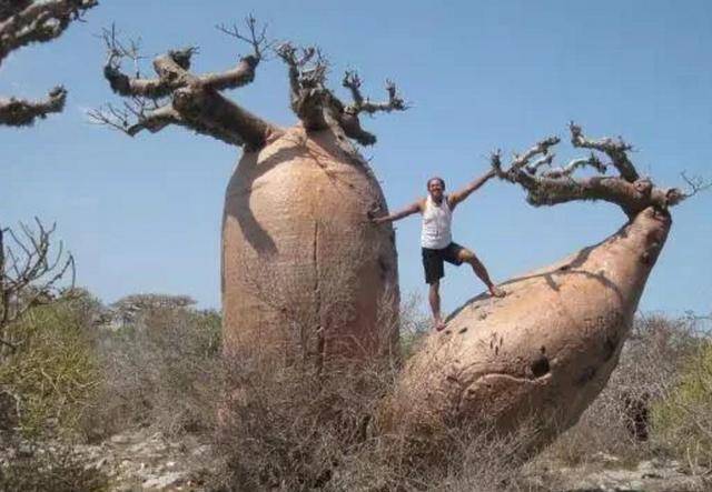 在6000年树龄的树里开酒吧最多容纳15人这棵巨树后来如何了