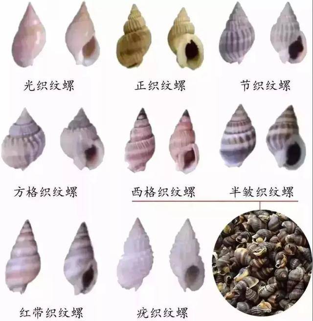 正织纹螺,方格织纹螺等10多种,都具有不同程度的毒性