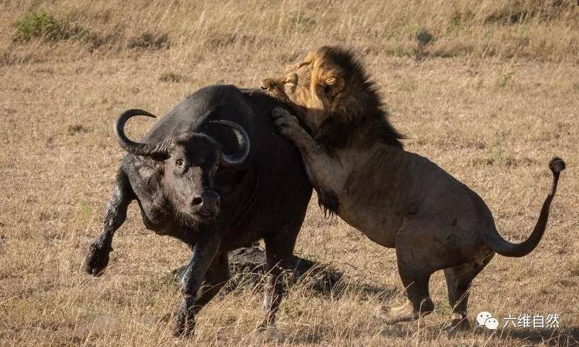 原创狮子捕食野牛罕见一幕,野牛能对抗一头雄狮,却难敌四头雄狮攻击
