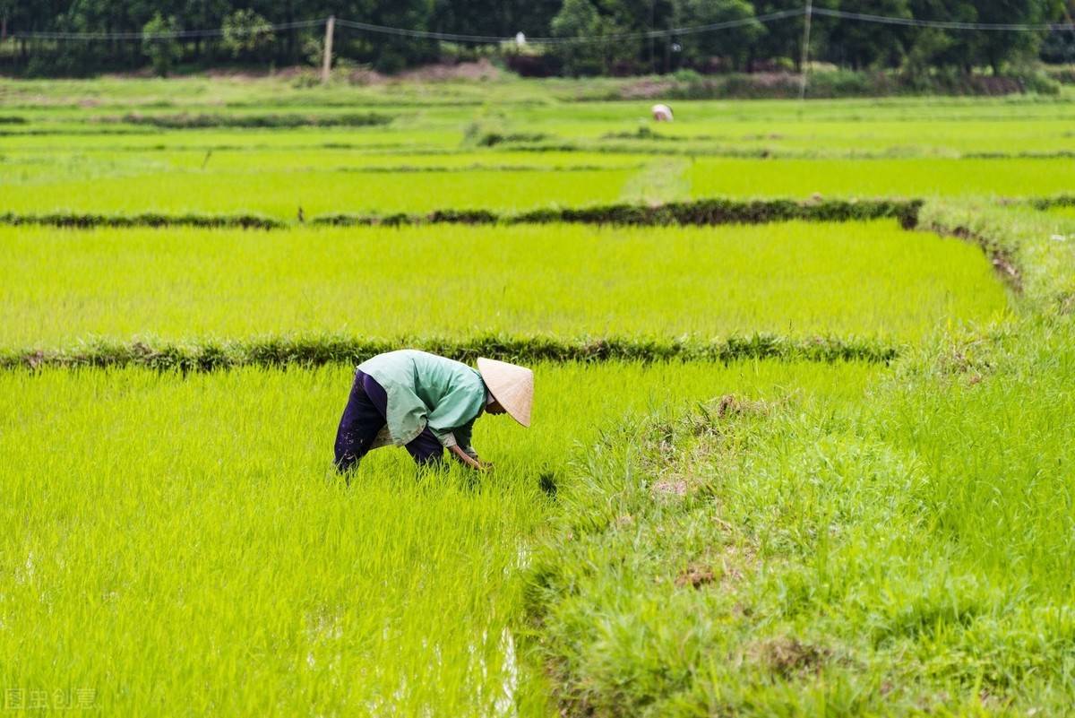 东北稻农告诉你:真正的五常大米是这样的!_种植