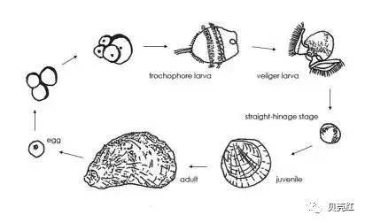 牡蛎结构解剖图图片