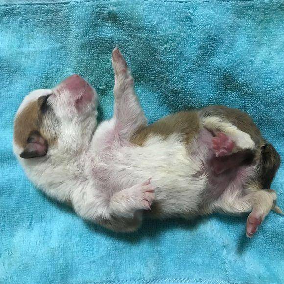 路上捡到只刚出生的小奶狗女孩心疼的抱怀里男友待遇比我好