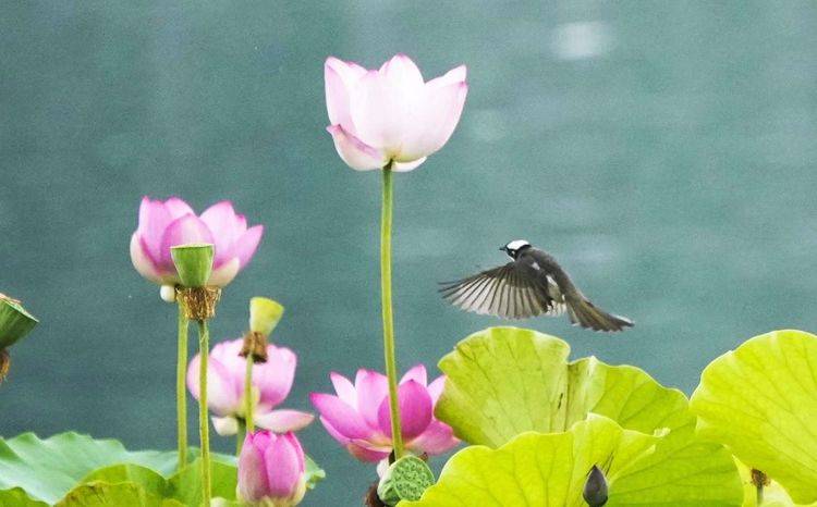 入伏,亲近一朵清凉的莲花