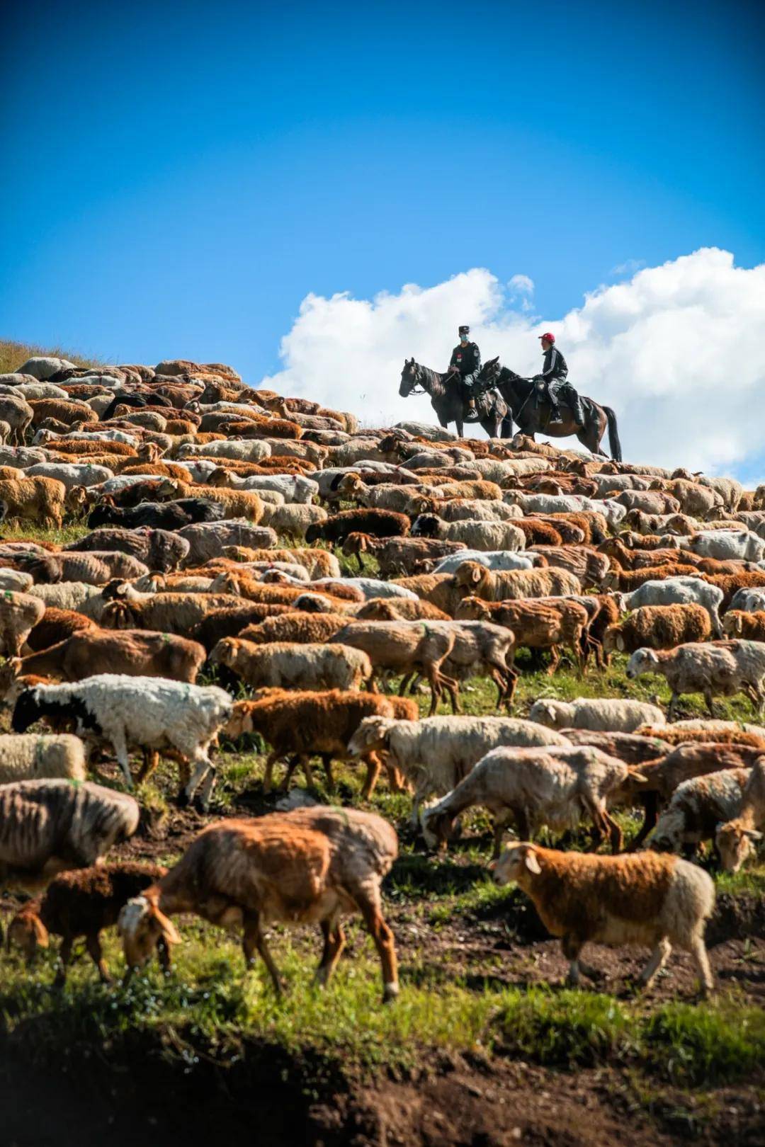 民警帮助牧民收拢羊群(吴晨龙 摄)