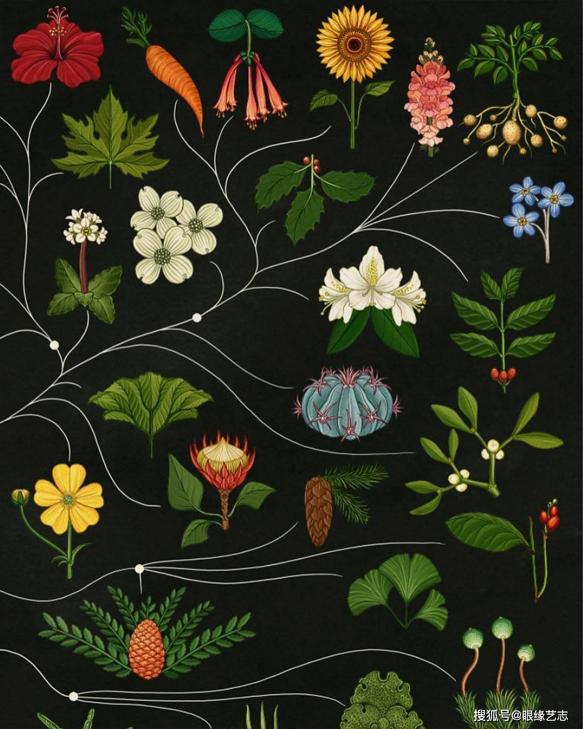 不一样的百科全书:插画植物博物馆,凝聚艺术之美的科学图谱