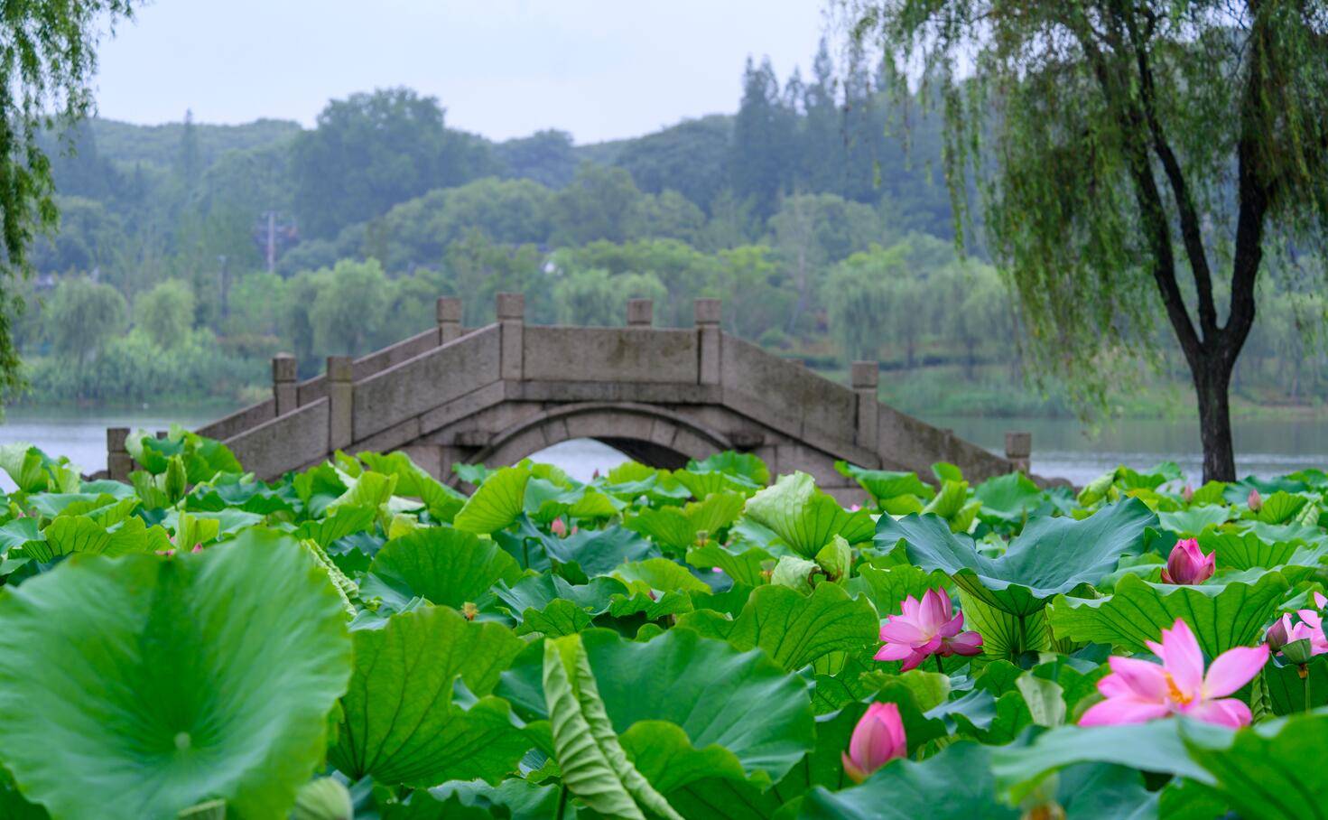 我要去苏州过夏天了,必玩的6大游玩体验,体会苏式生活的清凉秘方