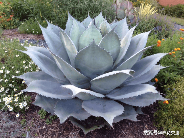 在院子旁种上这些扎手的植物,可以观赏,又能防盗,还能收获浆果_黄芦木